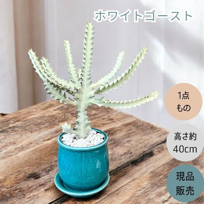 観葉植物現品販売