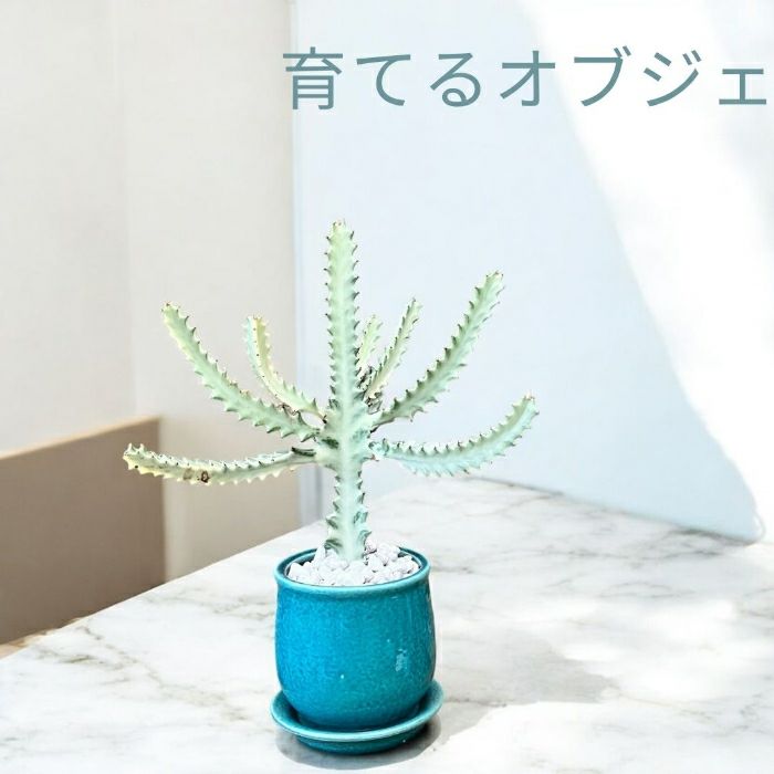 観葉植物現品販売