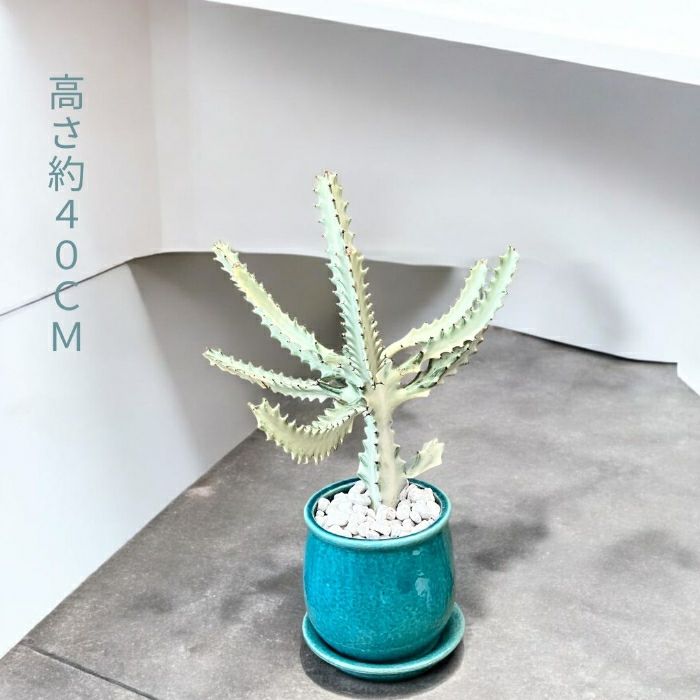 観葉植物現品販売