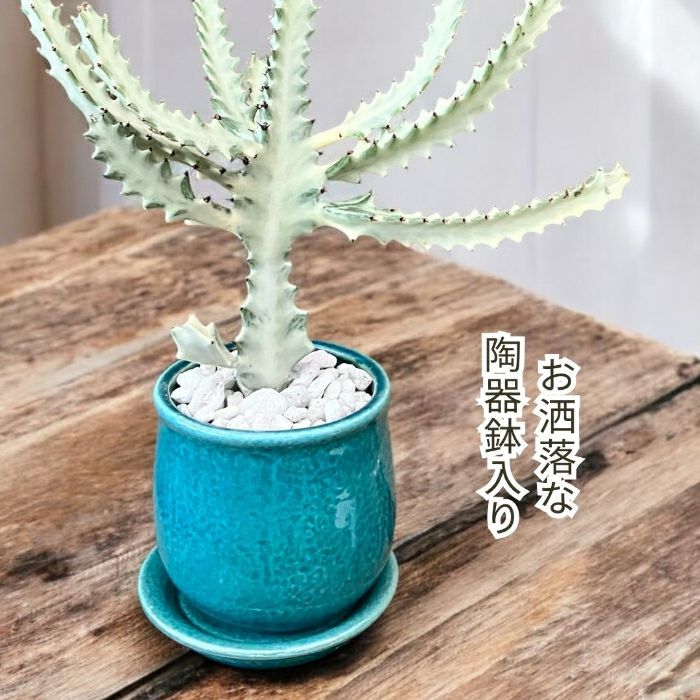 観葉植物現品販売