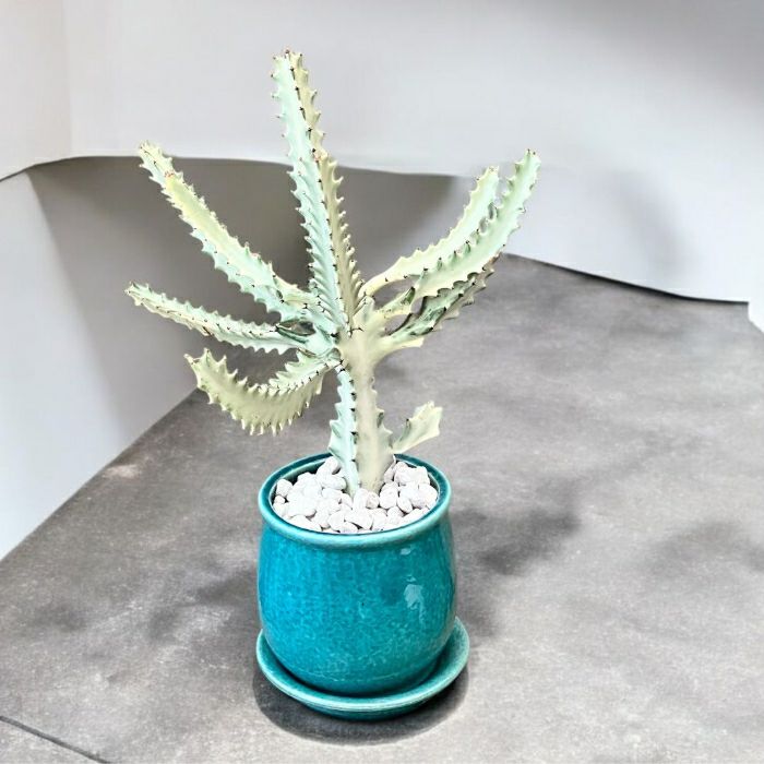 観葉植物現品販売