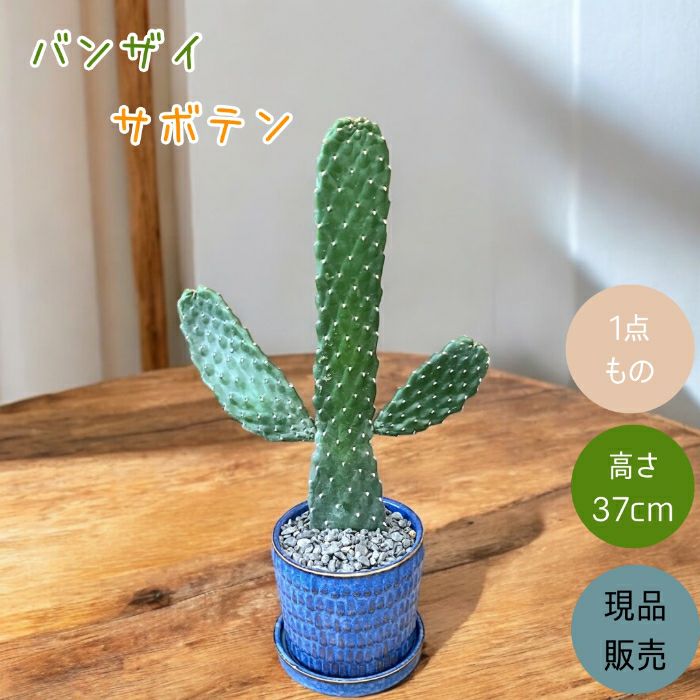 観葉植物現品販売