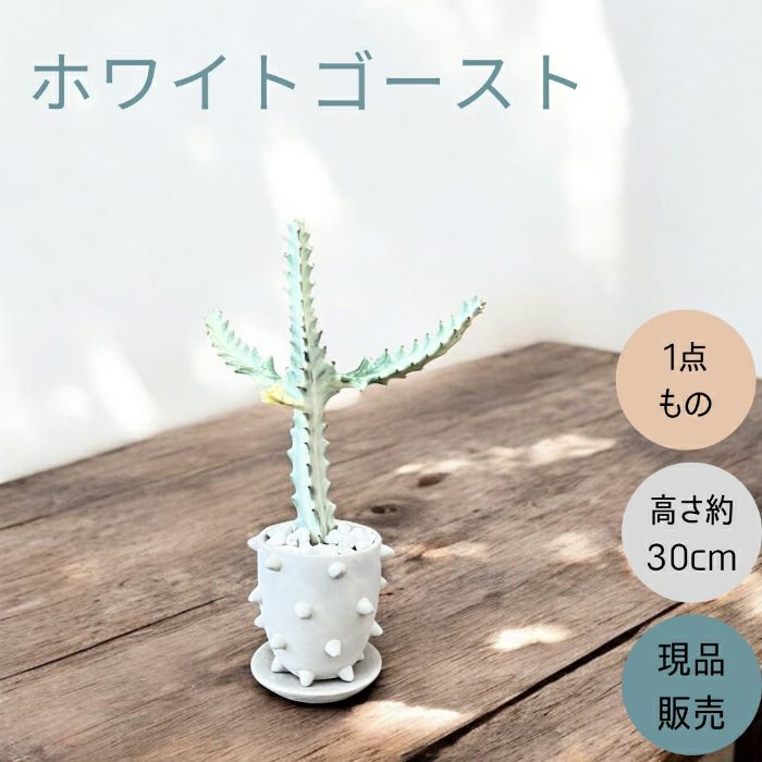 観葉植物現品販売