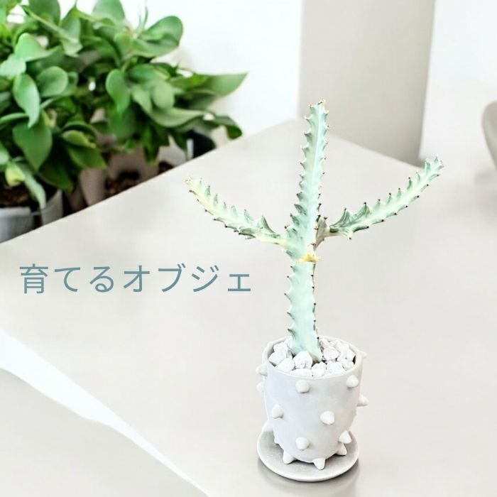 観葉植物現品販売