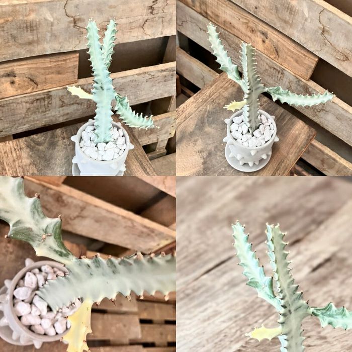 観葉植物現品販売