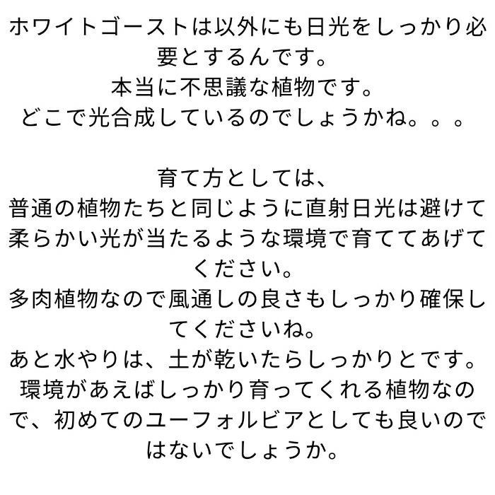 観葉植物現品販売