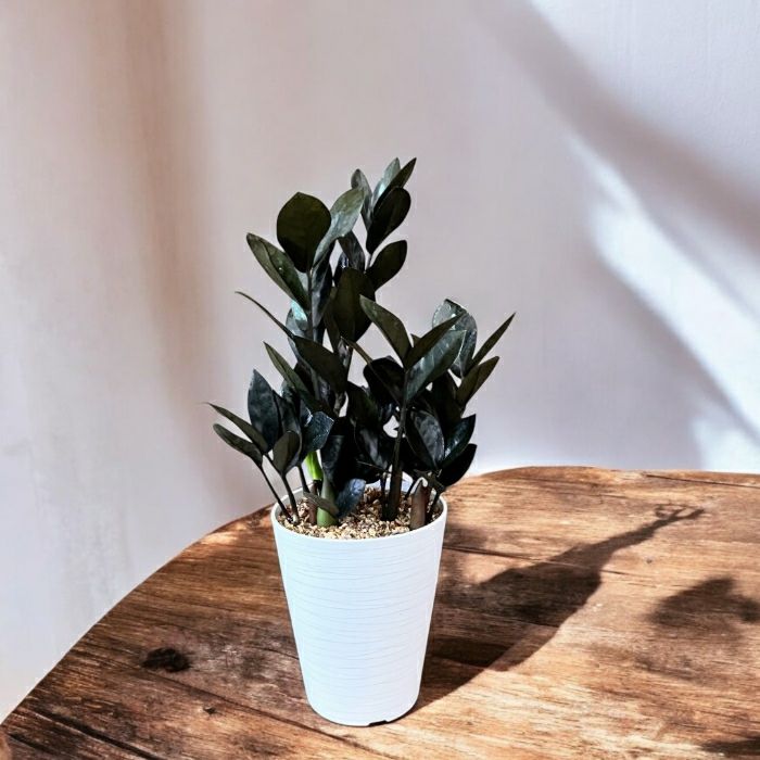 観葉植物現品販売