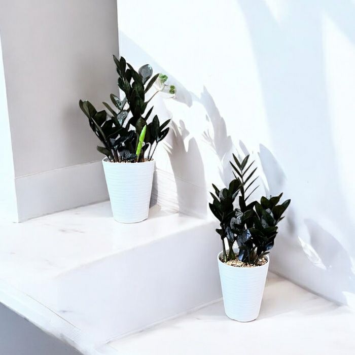 観葉植物現品販売