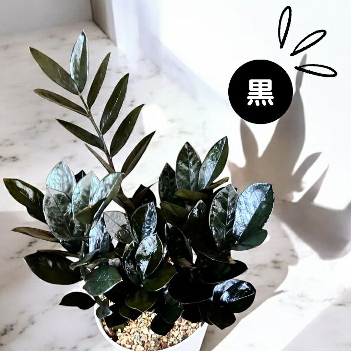 観葉植物現品販売