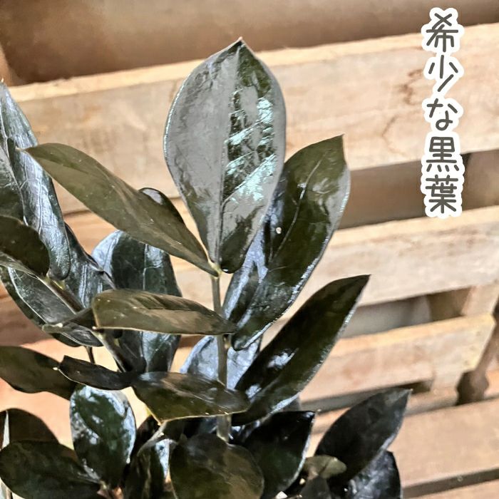 観葉植物現品販売