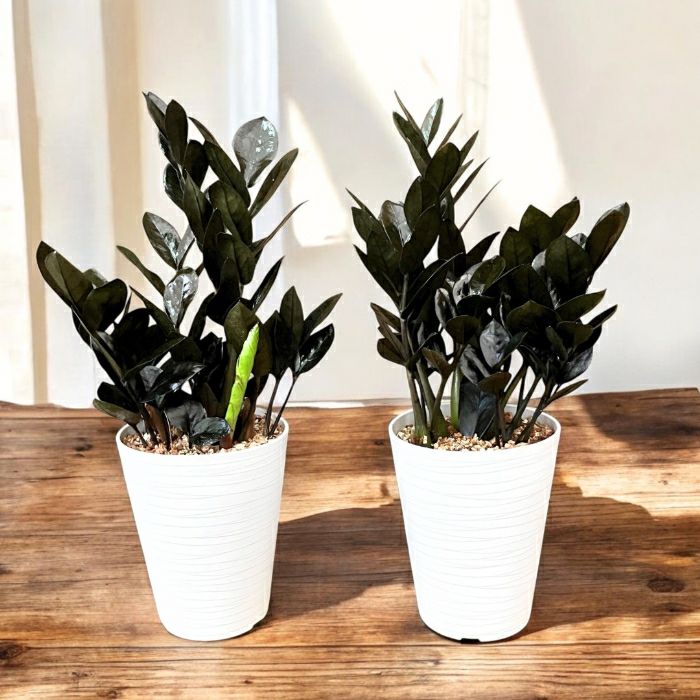 観葉植物現品販売