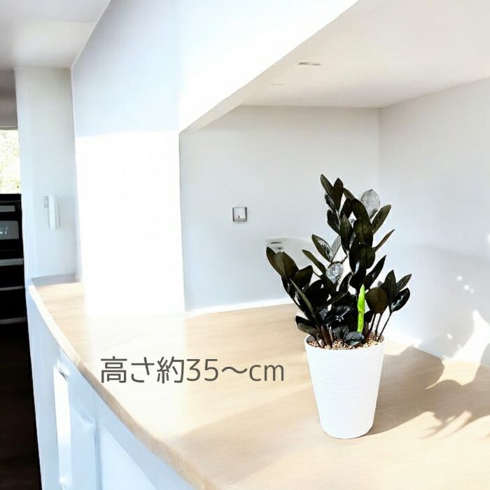 観葉植物現品販売