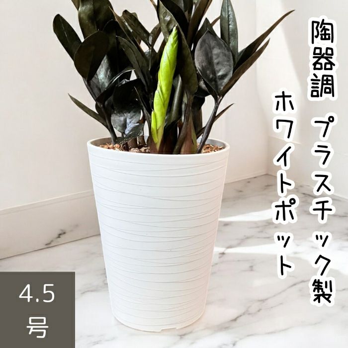 観葉植物現品販売