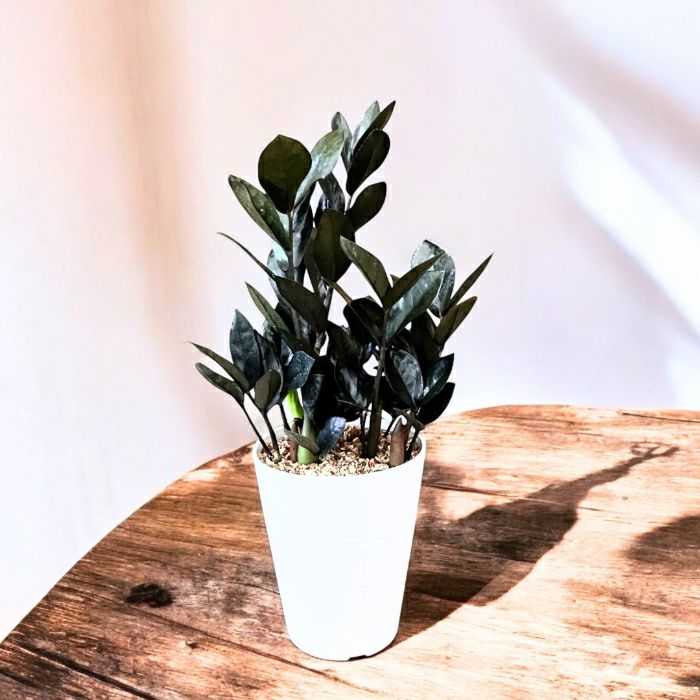 観葉植物現品販売