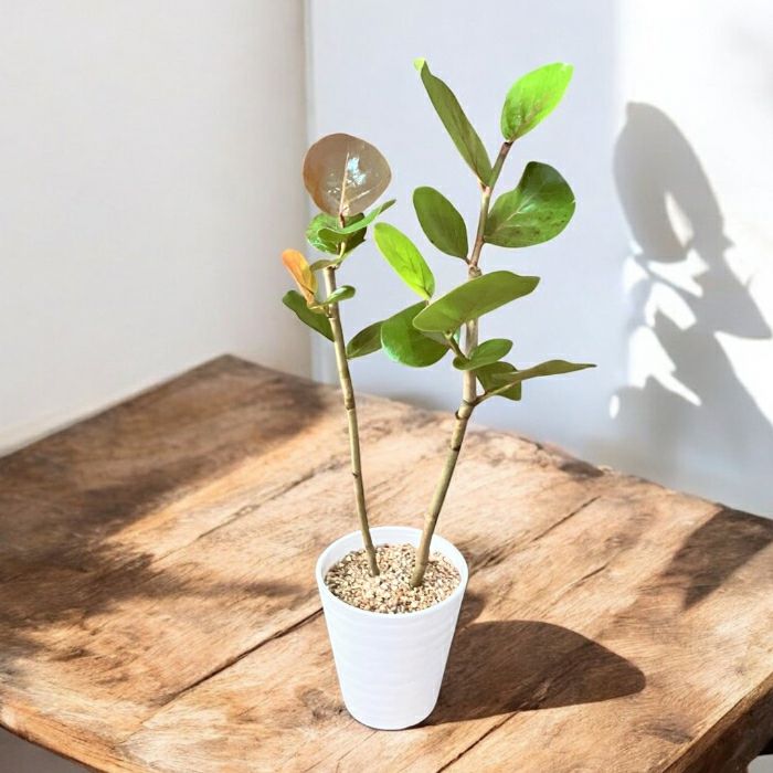 観葉植物現品販売