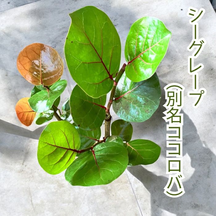観葉植物現品販売