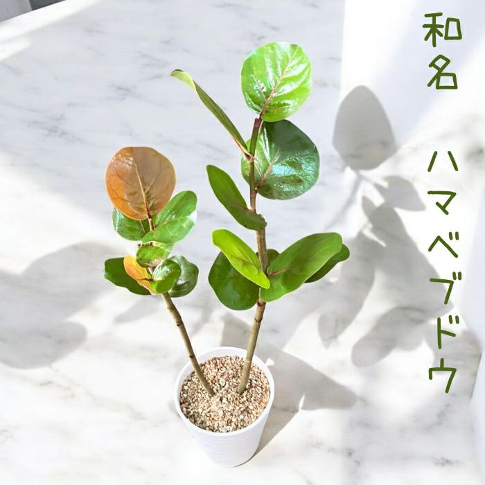 観葉植物現品販売