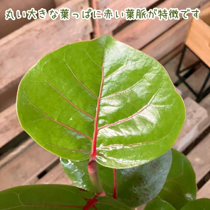 観葉植物現品販売