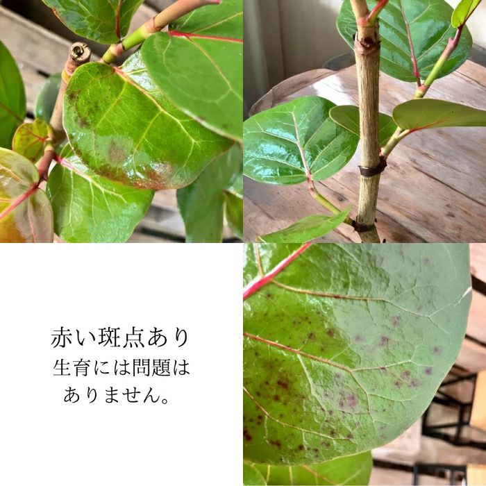 観葉植物現品販売