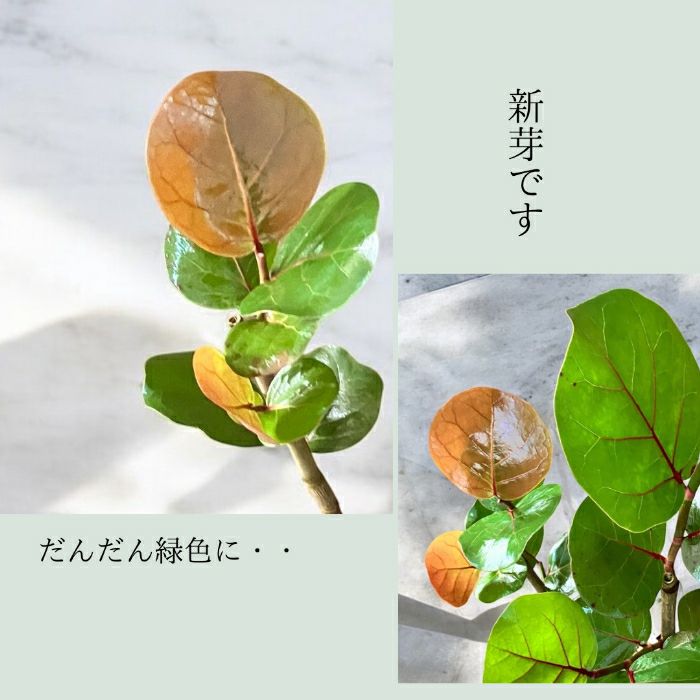 観葉植物現品販売