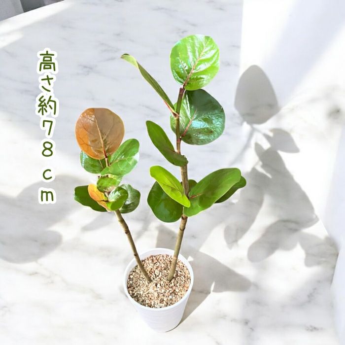 観葉植物現品販売