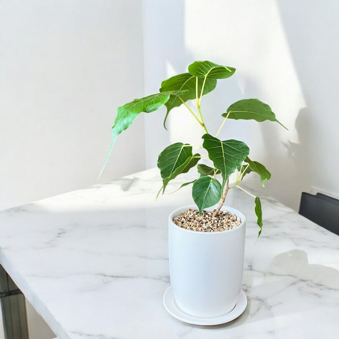 観葉植物現品販売