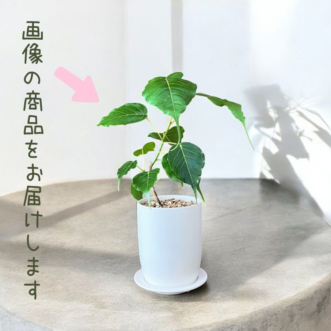 観葉植物現品販売