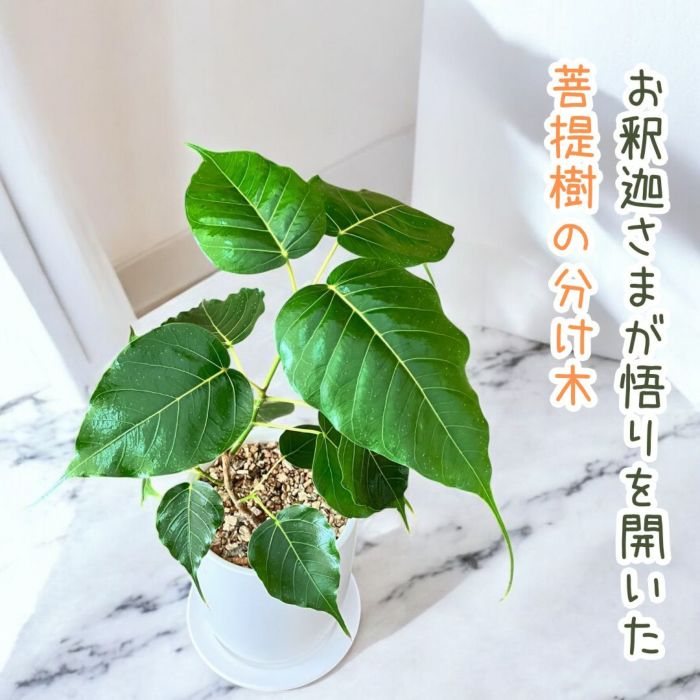 観葉植物現品販売