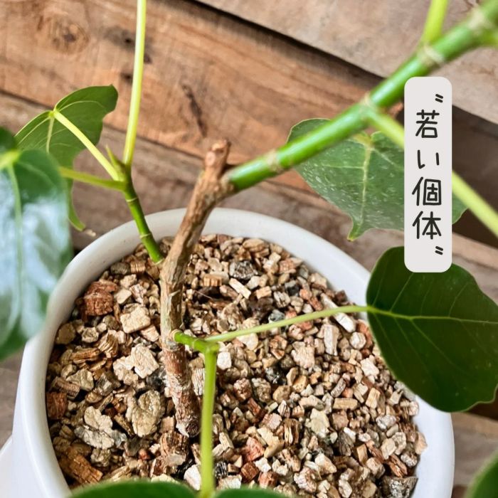 観葉植物現品販売