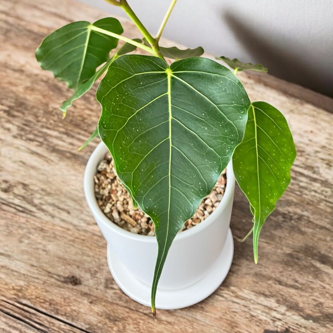 観葉植物現品販売