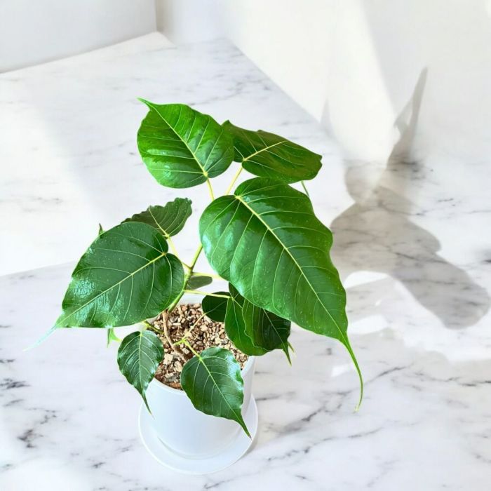 観葉植物現品販売