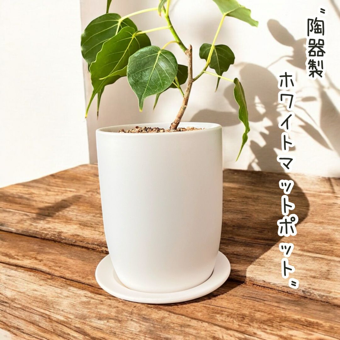 観葉植物現品販売