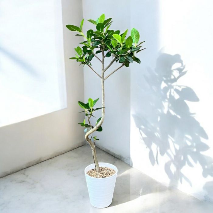 観葉植物現品販売