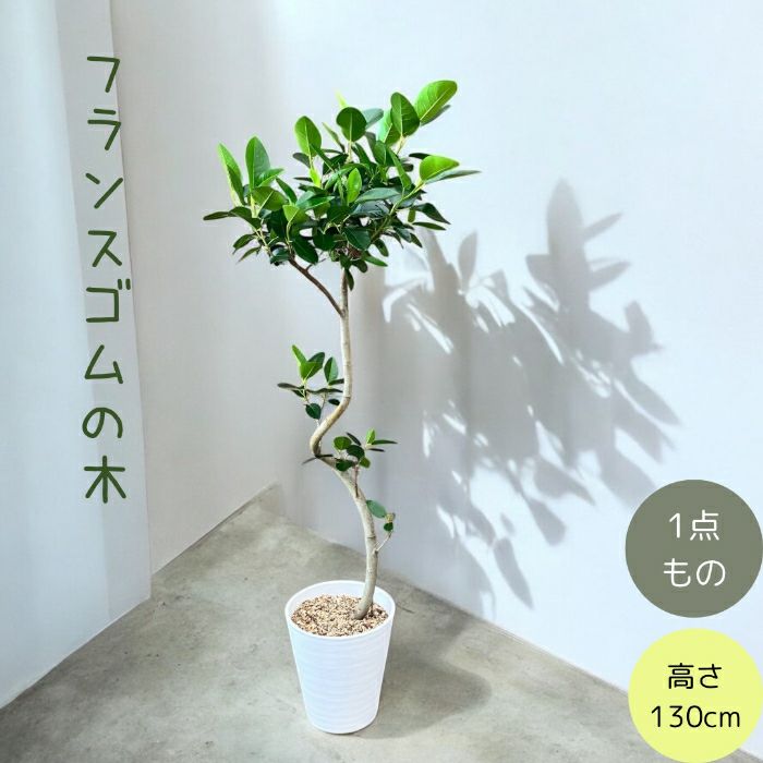 観葉植物現品販売