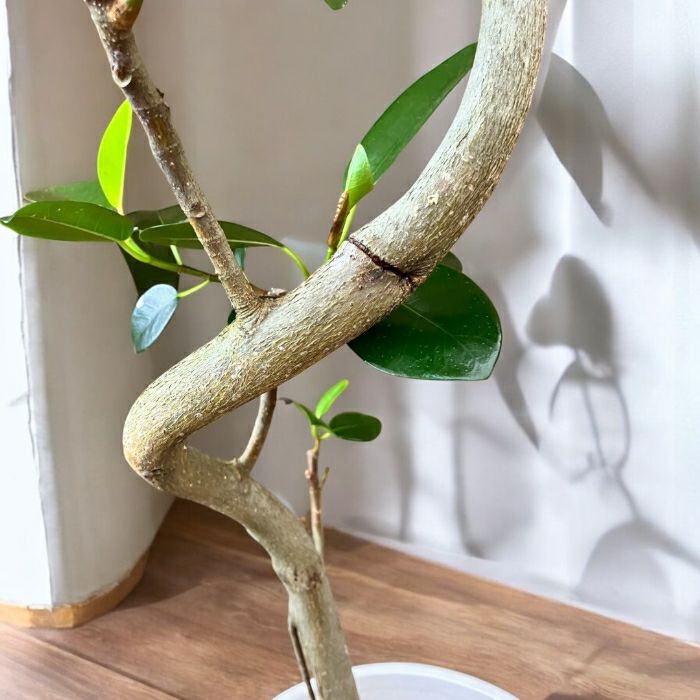 観葉植物現品販売