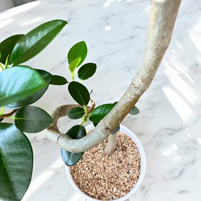 観葉植物現品販売