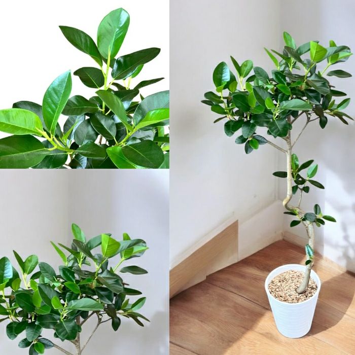 観葉植物現品販売