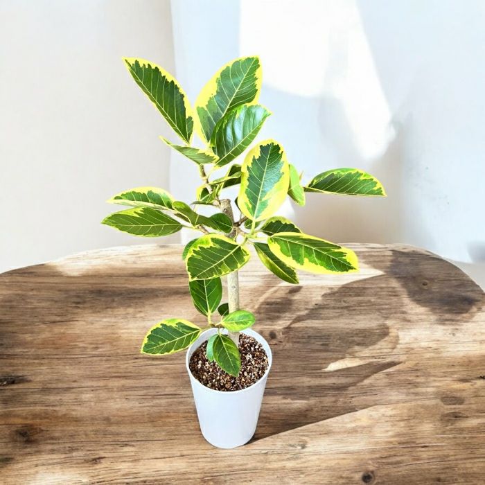 観葉植物現品販売