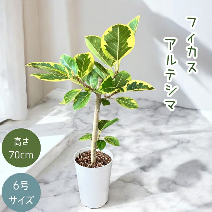 観葉植物現品販売