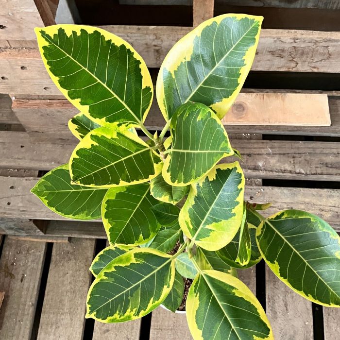 観葉植物現品販売