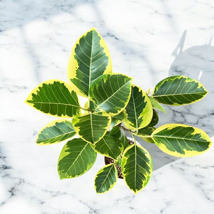 観葉植物現品販売
