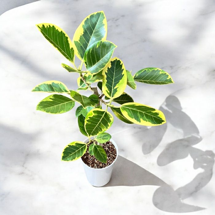 観葉植物現品販売