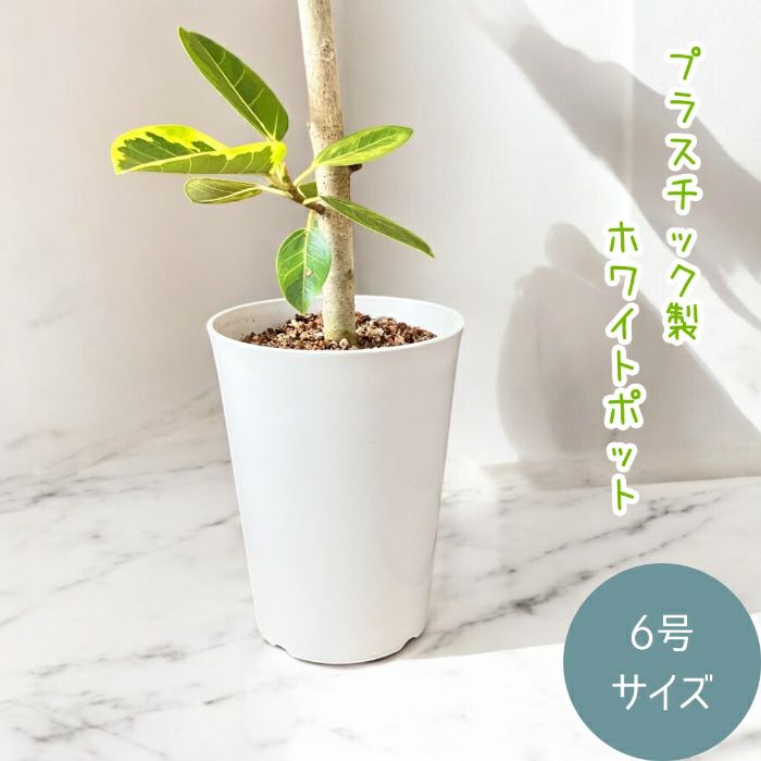 観葉植物現品販売