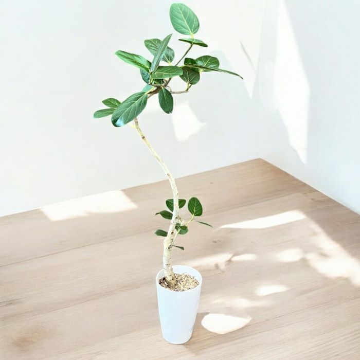 観葉植物現品販売