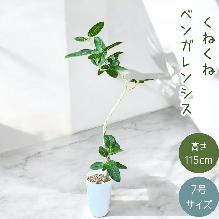 観葉植物現品販売
