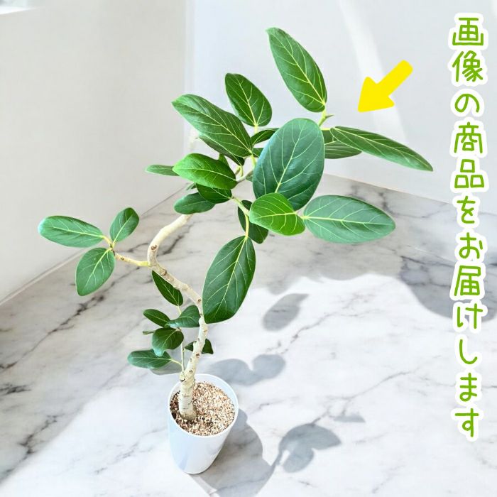 観葉植物現品販売