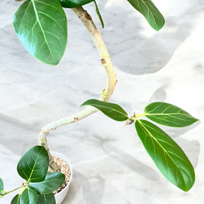 観葉植物現品販売