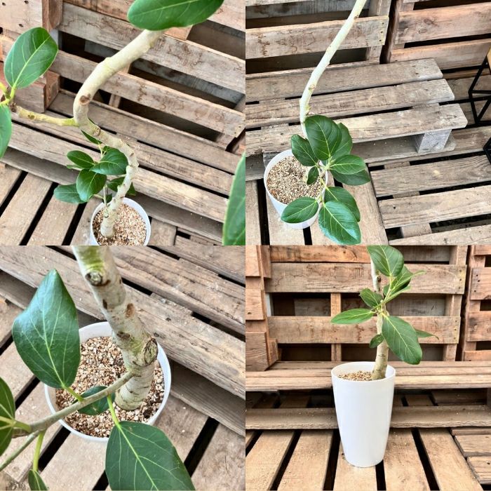 観葉植物現品販売