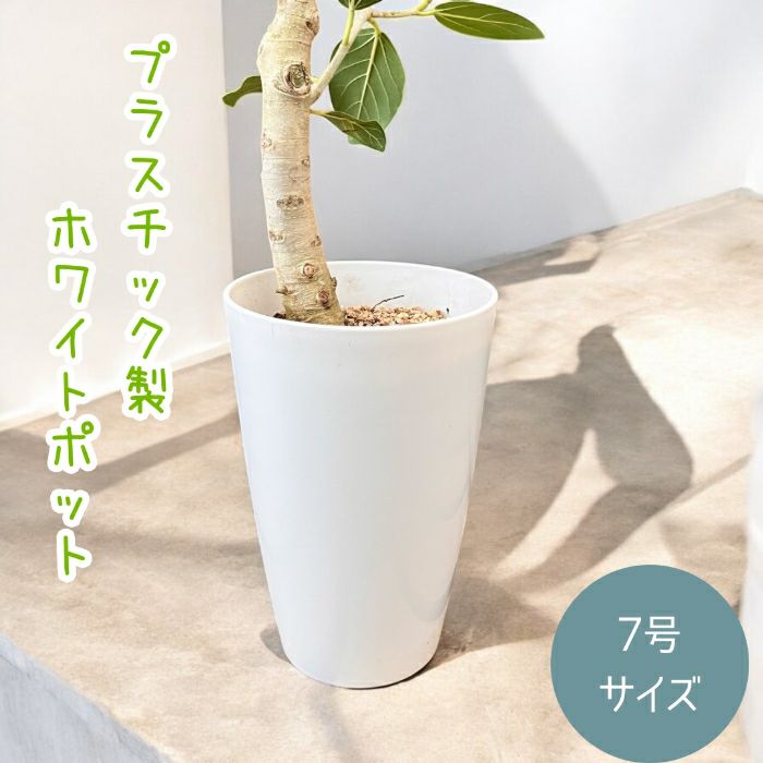 観葉植物現品販売