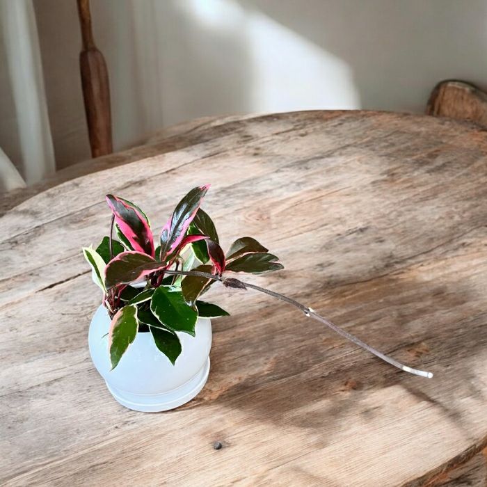 観葉植物現品販売